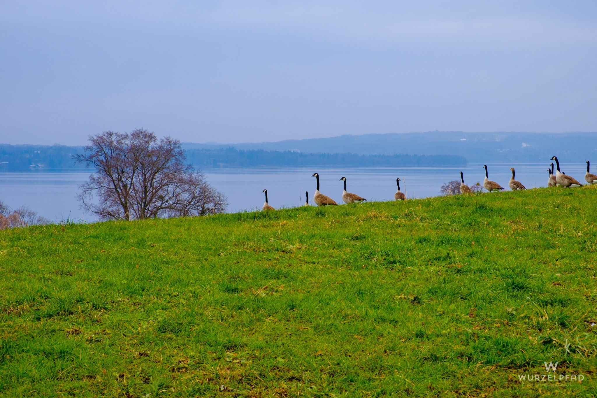 Wildgänse, Reichenkam, Bayern, Deutschland, 2021